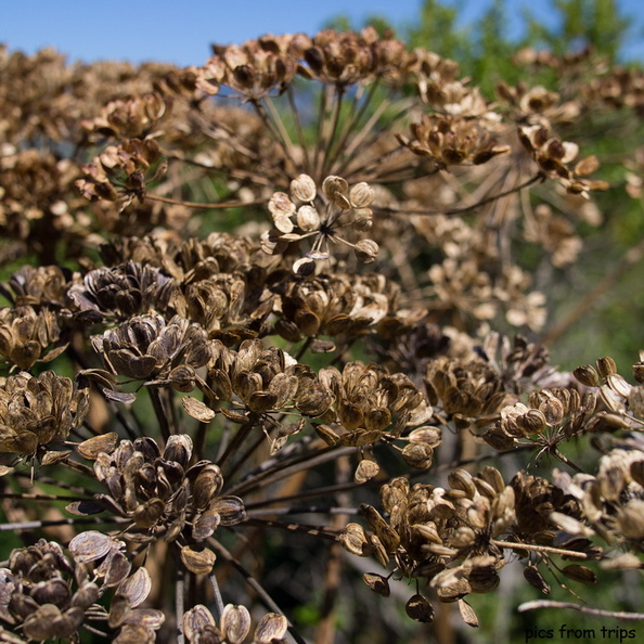 drying in the sun2011d18c030.jpg